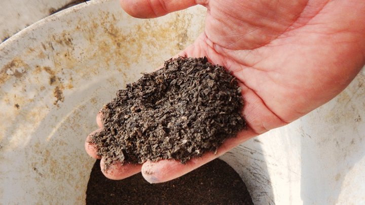 Especialistas del CONICET aseguran que la harina de insectos podría suplantar la de soja y ser una opción de engorde de bajo costo