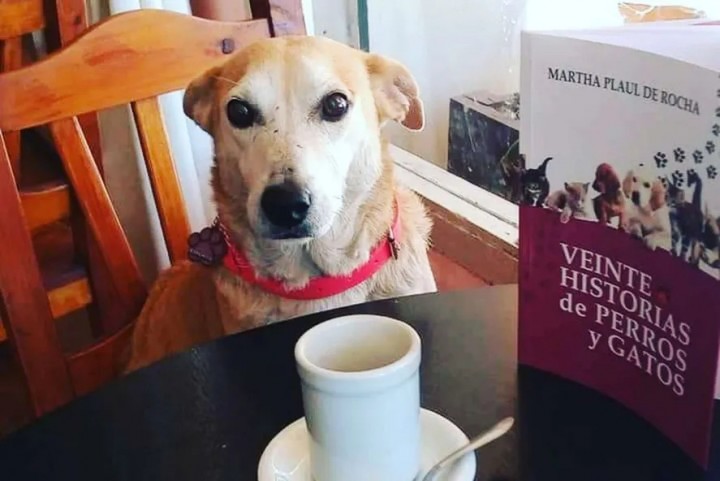 Corchito, el perro callejero que acompaña a la gente que va sola a un bar