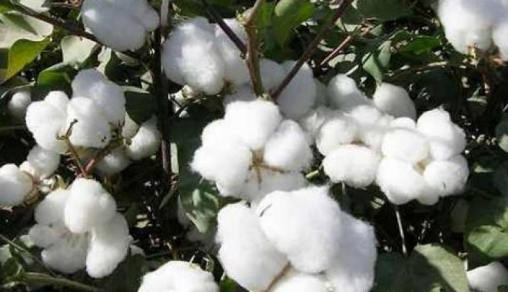 Aníbal Molina: “El algodón bonaerense tiene un gran reconocimiento en el país”