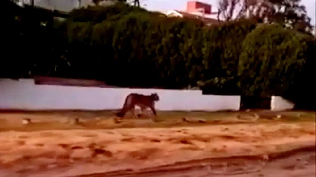 Siguen sueltos los dos Pumas vistos en las calles de Villa Gesell