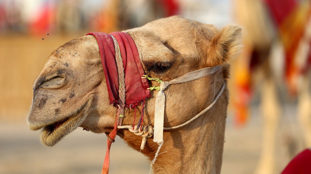 ¿Hay que preocuparse por el Virus del Camello?