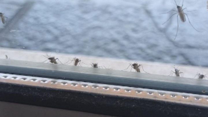 Mosquitos sin control: ¿Cuánto tiempo más se quedará la invasión?
