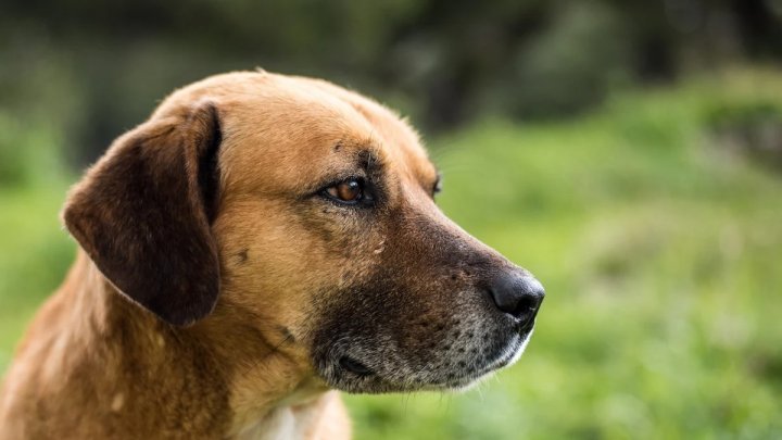Conmovedor: la historia de la primera madre legal de un perro