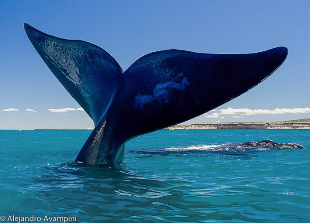 Ballenas en Península Valdés: los detalles del espectáculo en el sur