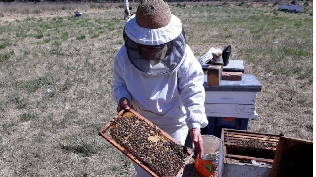 Tiene 80 años, es dueña de una cabaña apícola y exporta abejas a Europa