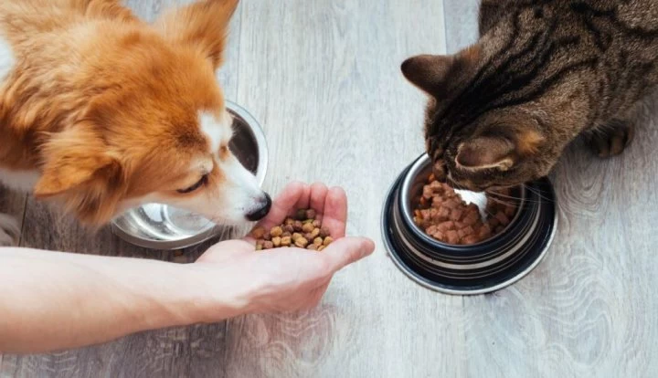 No se salvan ni las mascotas: advierten que habrá faltantes de alimentos balanceados por el cepo a las importaciones