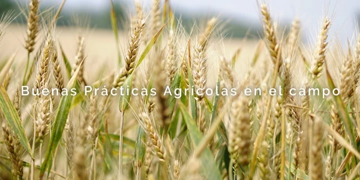 Mariela Pletsch: "“Desde CASAFE promovemos las buenas prácticas agrícolas mediante el buen uso de los fitosanitarios”