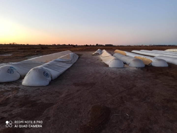 Santa Fe: rociaron 100 toneladas de cosecha con un producto tóxico