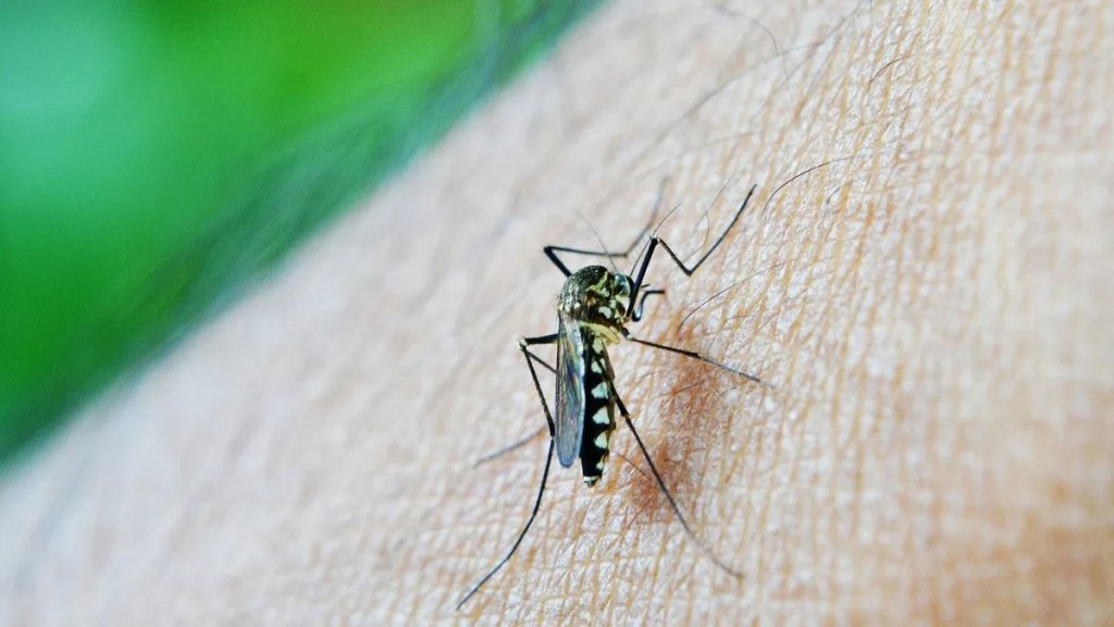Vacunas contra el dengue: la importancia de las consultas y la vacunación según un especialista