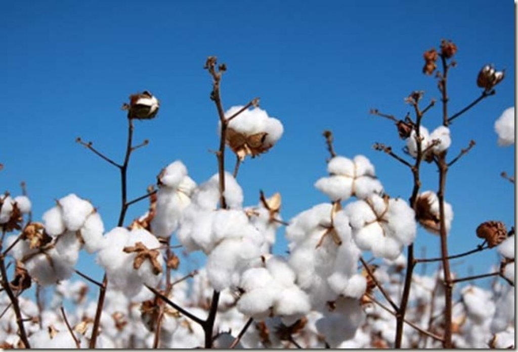 Se exportan prendas de algodón ecológico a República Dominicana