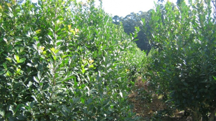 Yerba Mate: El Gobierno regulará la capacidad de producción y la instalación de nuevas plantaciones