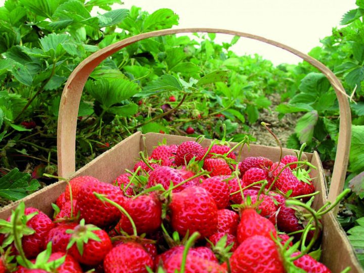 Luis Piza: &quot;Soy el primer productor que cultivó frutillas en el Chaco&quot;