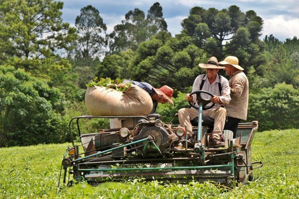 Por el frío fuera de época hay productores que perdieron hasta el 100% de las cosechas