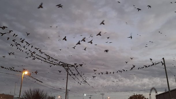 Gonzalo Silva: "La invasión de loros es un problema real "