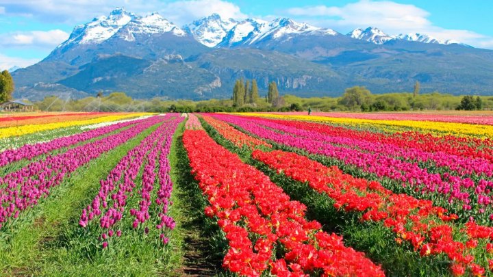 El campo de tulipanes en Trevelin que dura menos de un mes y atrae a miles de turistas