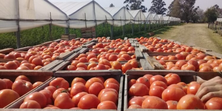 José Alberto Soto aclara que ellos cobran 10 pesos por kilo de tomate