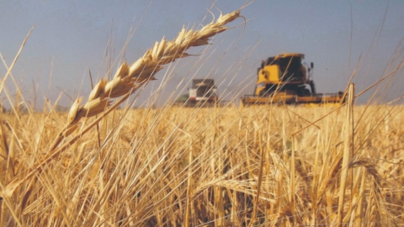 Las principales claves sobre la cosecha de trigo 
