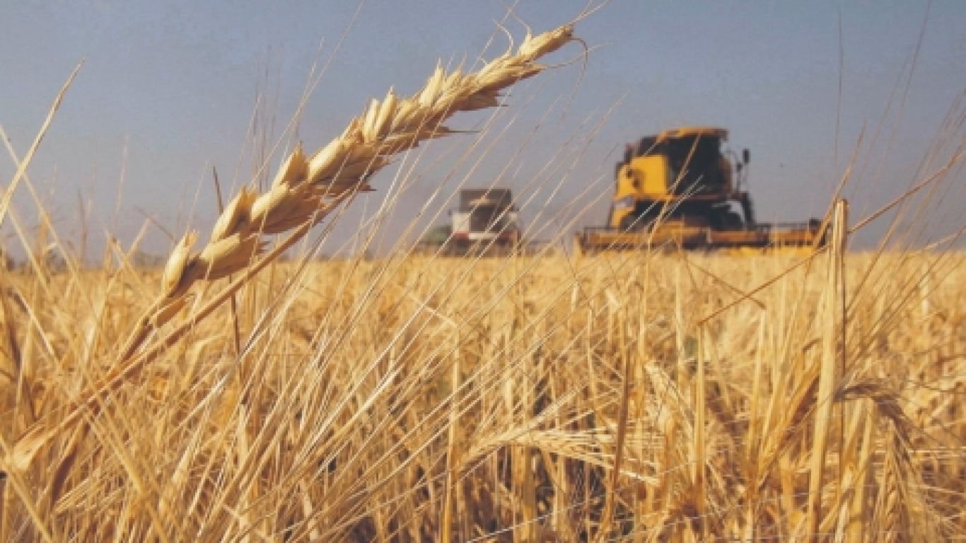 Las principales claves sobre la cosecha de trigo