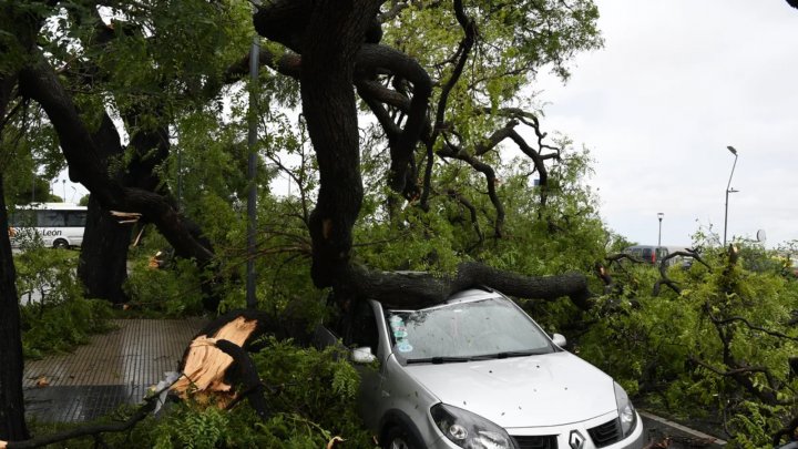 Qué hacer si un árbol se cayó sobre mi auto tras el fuerte temporal