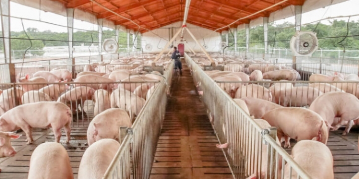 La carne porcina pasó del infierno al cielo: El capón ya cotiza como la mejor hacienda vacuna de feedlot