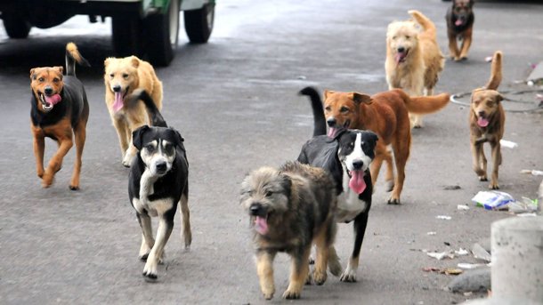 Hablamos de la Ley para el Cuidado de Animales Callejeros con Norma Macchi
