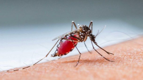 Eduardo López: "Es posible que para fin  de año tengamos una vacuna  para combatir al dengue"