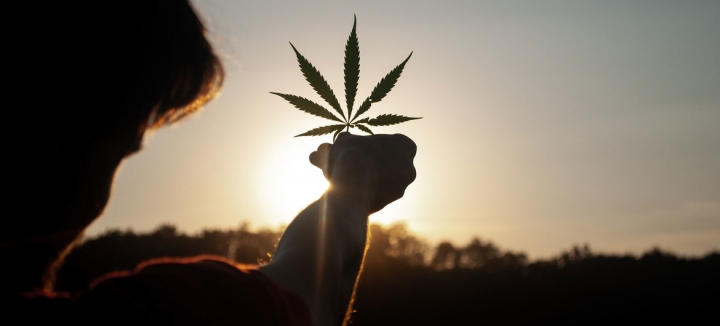 Cuál es la diferencia entre el cannabis recreativo y el medicinal