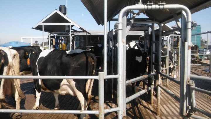 Mariana Mascotti: “El tratamiento de los animales influye en la calidad de la leche”