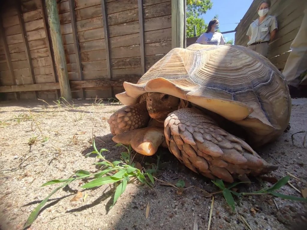 San Rafael: encontraron a una gigante tortuga africana