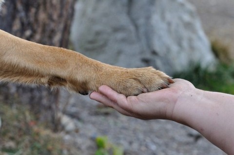 España: dejaron de calificar a los animales como "cosas"