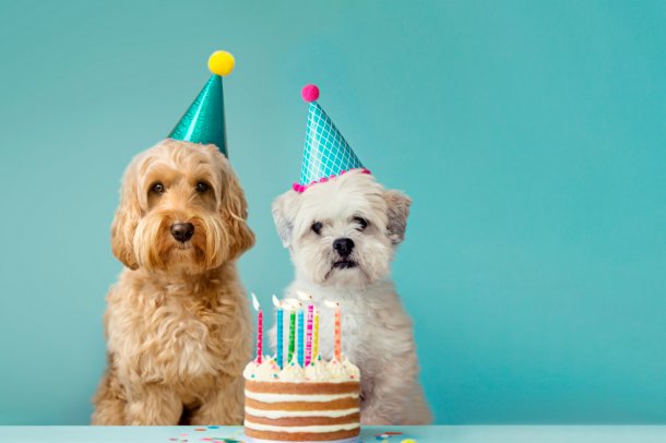 El éxito de una emprendedora que le organiza los cumpleaños a los perros