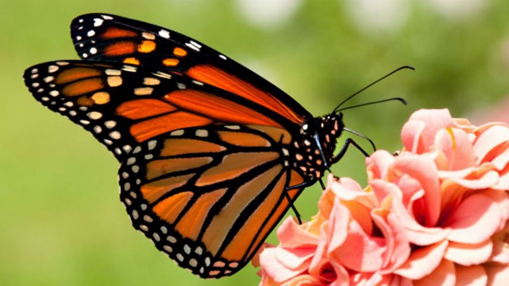 Angélica Perrone: “Criar mariposas es una gran pasión que tengo desde hace 40 años”