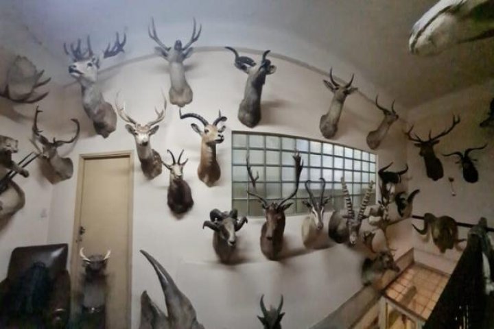 Escandalosa colección en la fábrica Fort: encontraron más de 50 animales embalsamados en un cuarto