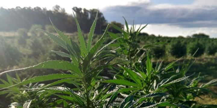 Una empresa de bioinsumos desembarcó en Santa Fe y mira con atención el mercado local del cannabis medicinal