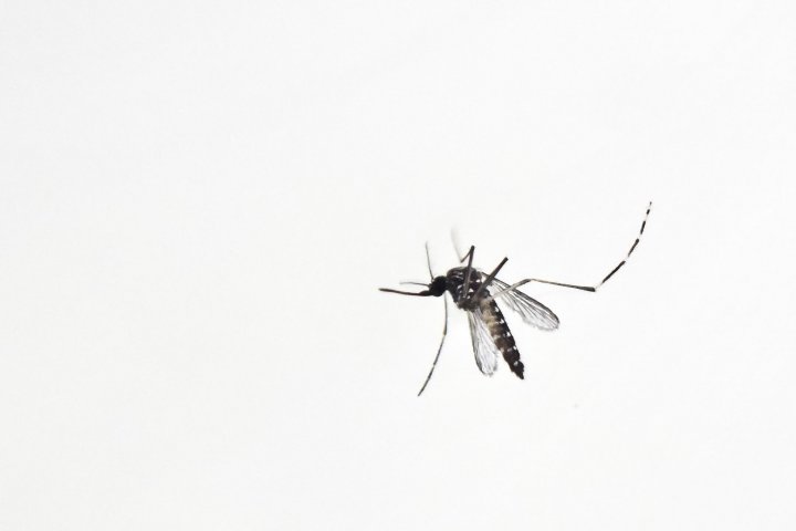 Invasión de mosquitos: cuánto durará, cómo combatirlos y qué espacios evitar