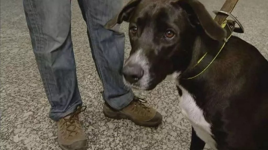 Una empleada del Aeroparque Jorge Newbery adoptó a un perro que encontró abandonado y le puso “Jorge”