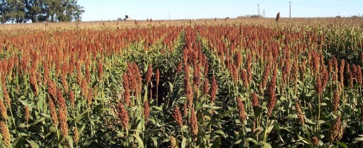 Campaña de Sorgo: La Bolsa de Cereales de Buenos Aires amplió la estimación de cosecha en 300.000 toneladas más