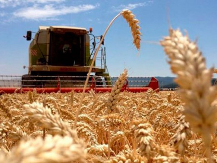 Daniel Miralles: “El trigo tomó el lugar que debería haber tenido siempre”