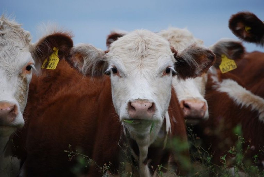 Misiones: delincuentes robaron un ternero con rabia, lo faenaron y vendieron su carne