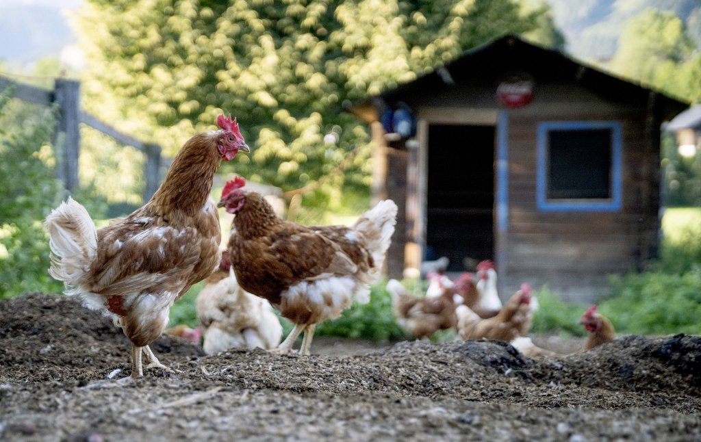 Leonardo Leiva: &quot;La gente tiene la necesidad de criar sus propias gallinas y alimentarse mejor”