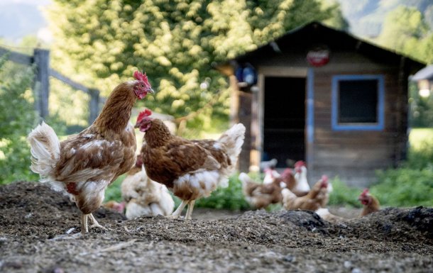 Leonardo Leiva: "La gente tiene la necesidad de criar sus propias gallinas y alimentarse mejor”