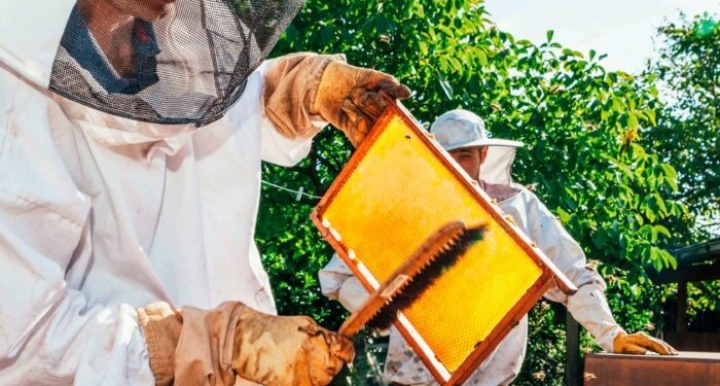 Newsan busca crecer en el negocio de la miel e Inversora Juramento, en su año más triste, tuvo ganancias récord