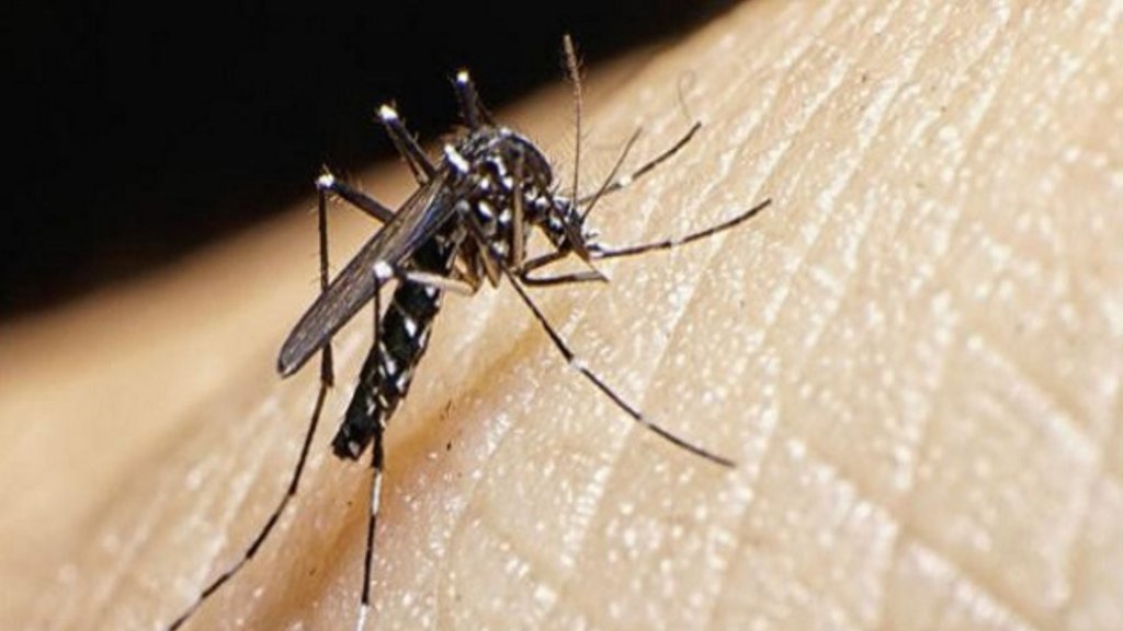 ¿Cuáles son los síntomas que presenta el dengue?