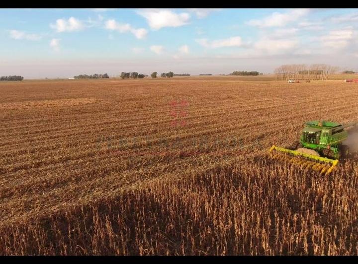 Tiene 25 años y se hizo cargo de un campo en Lincoln: &quot;Logré tener el apoyo de mi familia&quot;