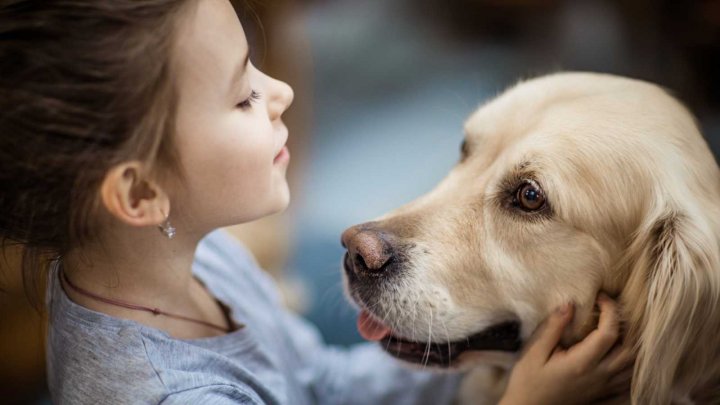 Córdoba: se necesitó un fallo judicial para reconocer a los perros como seres sintientes