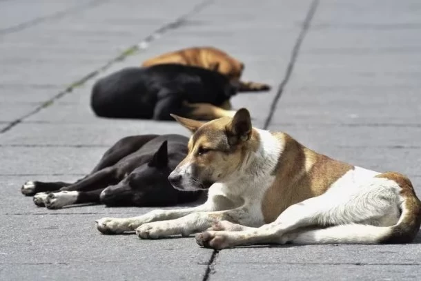 Florencia Nacas Rial: "Cuando vean un animal rescatado no se acerquen de una, denle algo rico para comer y que sea el animal el que se acerque"