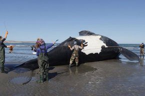 Investigan la muerte de 14 ballenas australes en Chubut en menos de una semana