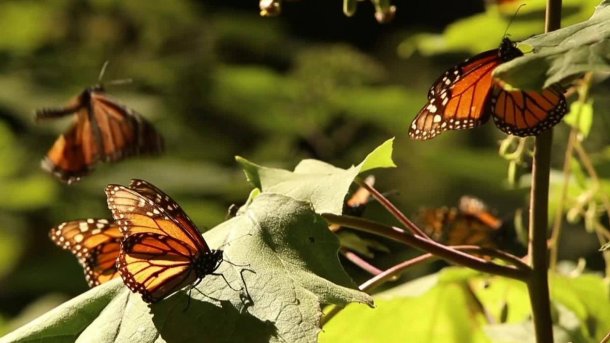 Invasión de mariposas en Buenos Aires: se hizo notar más el fenómeno debido a las intensas lluvias
