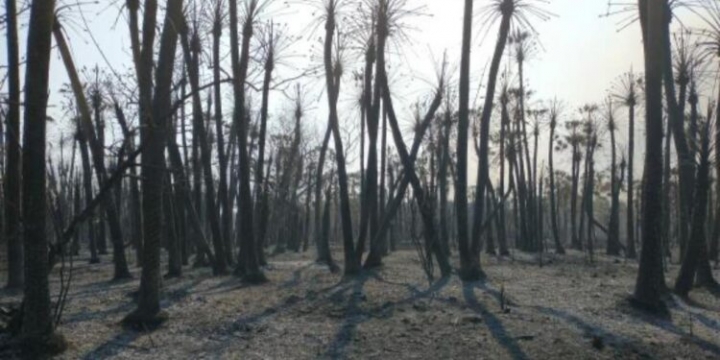 Los incendios en primera persona: “Perdimos 600 hectáreas”, cuenta Marina Biscay, de Chaco