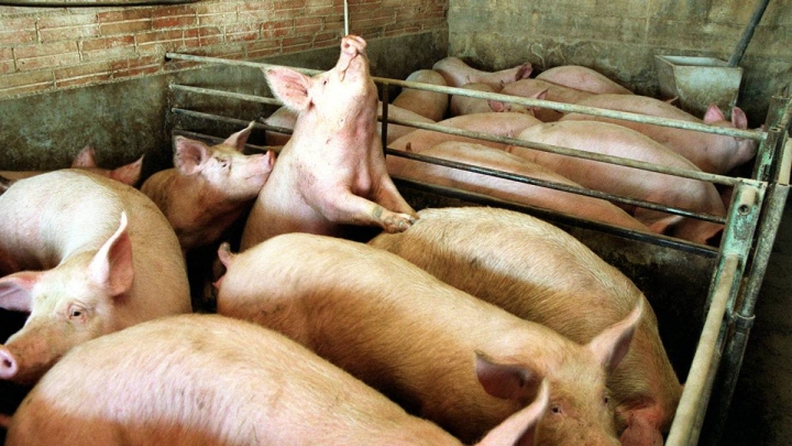 Gripe porcina africana: Qué es, cómo afecta a los animales y cómo prevenirla